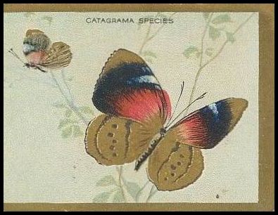 T48 Catagrama Species.jpg